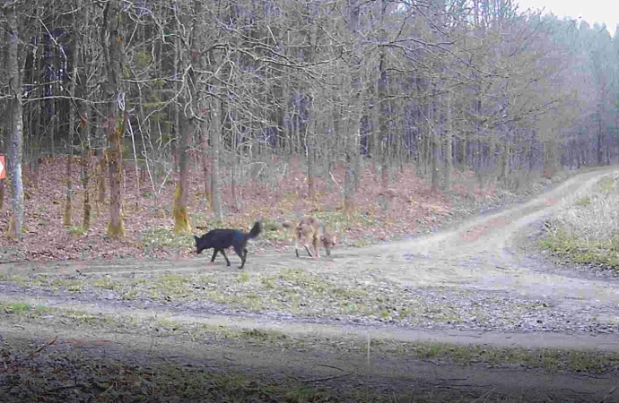 Nietypową wilczą watahę zarejestrowała fotopułapka w Nadleśnictwie Wichrowo.